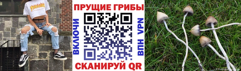 дарк нет наркотические препараты  Заозёрск  Галлюциногенные грибы мицелий 